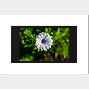 White African daisy or Cape Daisy Posters and Art